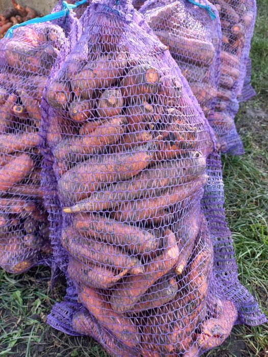 Морква некондиція