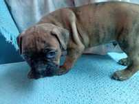 Boxer macho tigrado