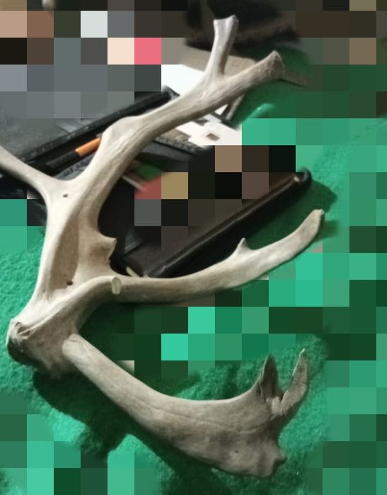 Рога оленя для изготовления изделий