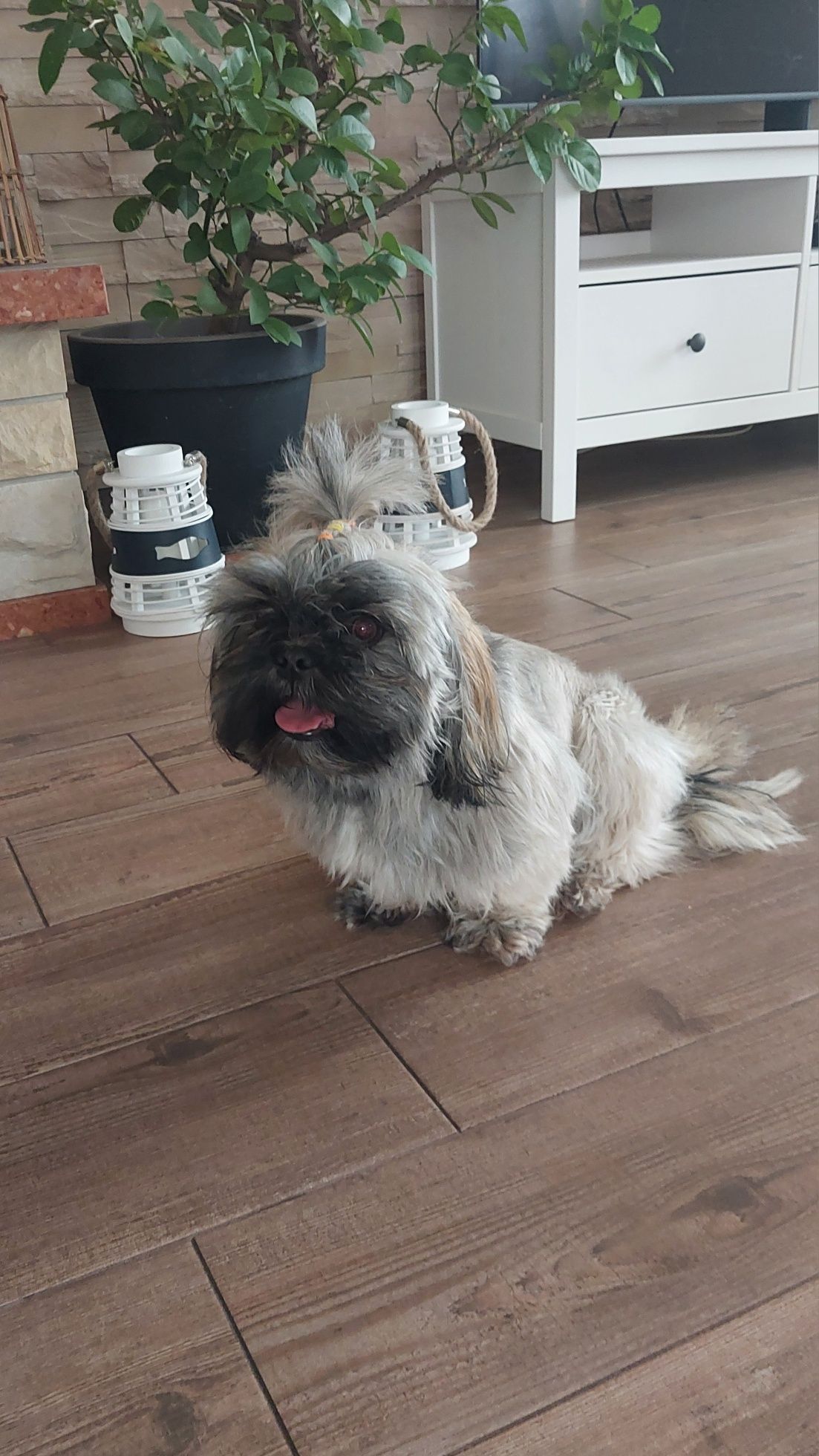 Sprzedam suczkę shih tzu