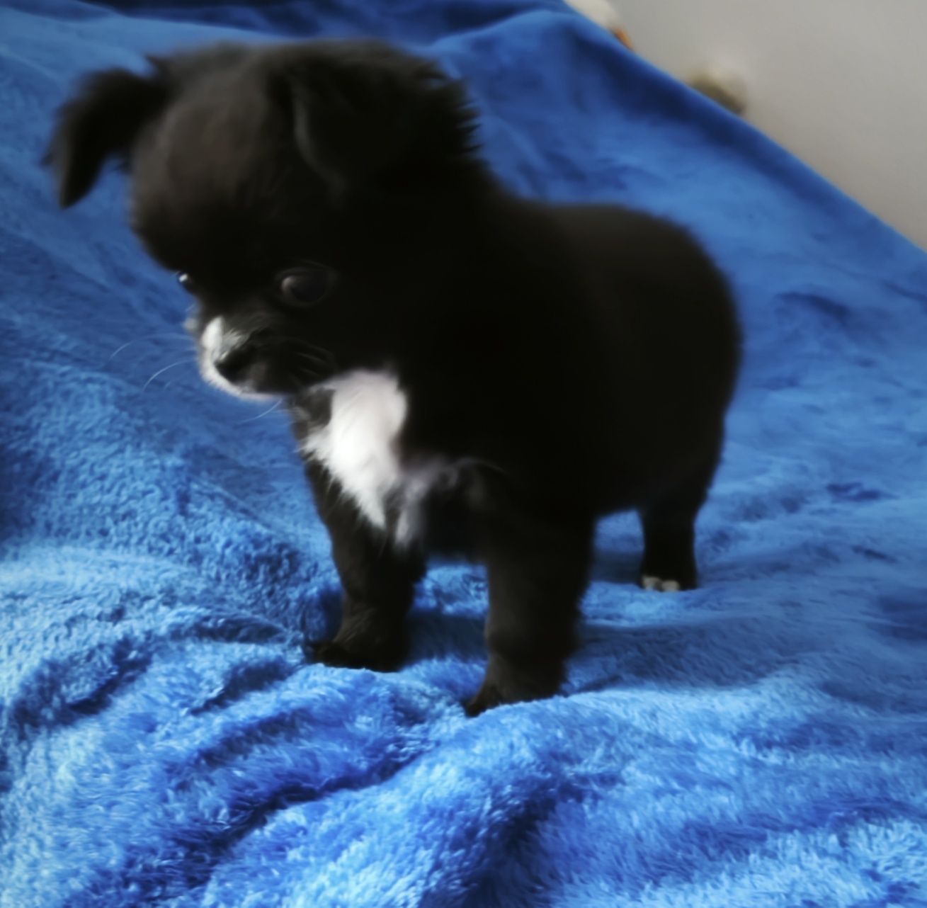chihuahua długowłosa