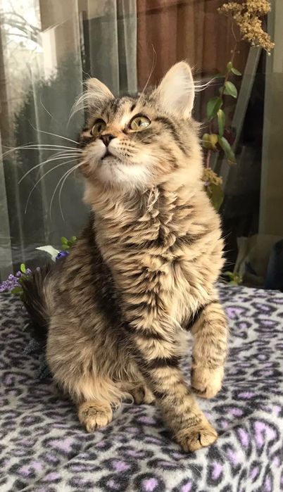 Шикарный пушистый котёнок бесплатно