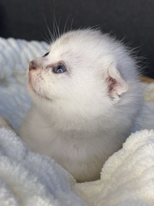 Серебристая шиншилла