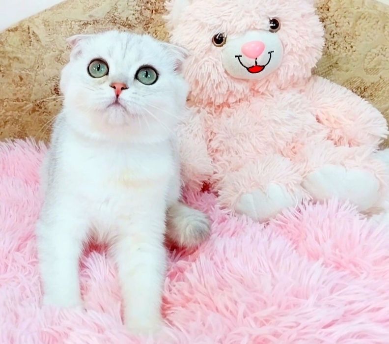 Казковий хлопчик срібний красунчик шиншила