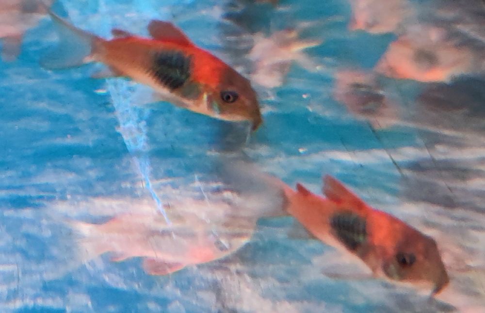 Kirysek corydoras venezuela orange super cena! Aquafizz Creative