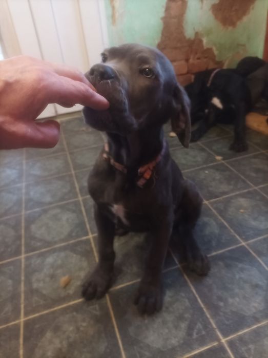 Кане-корсо щенки