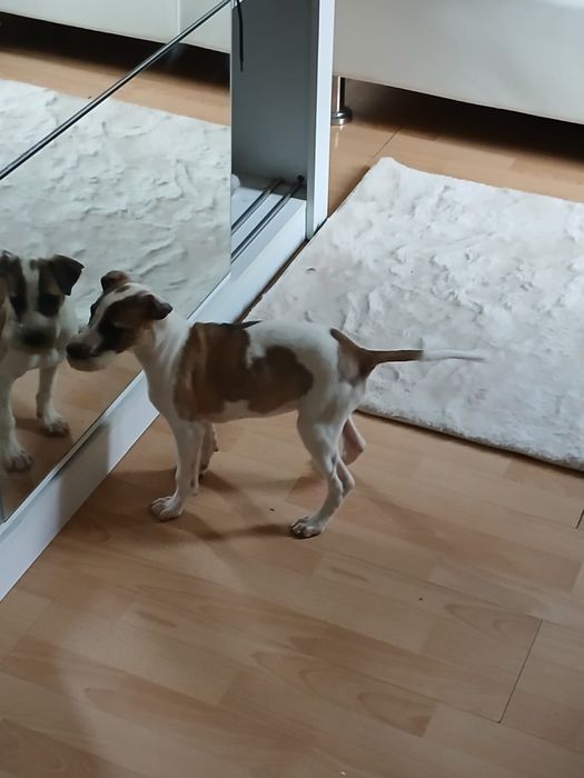 Chart Angielski Whippet śliczny piesek