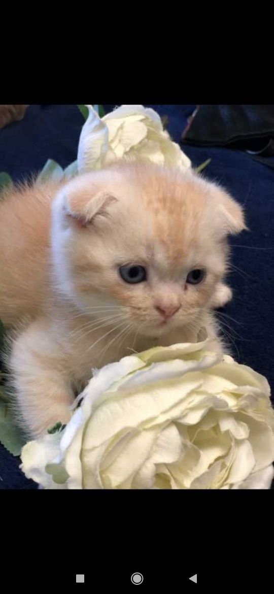Шотландські кошенята