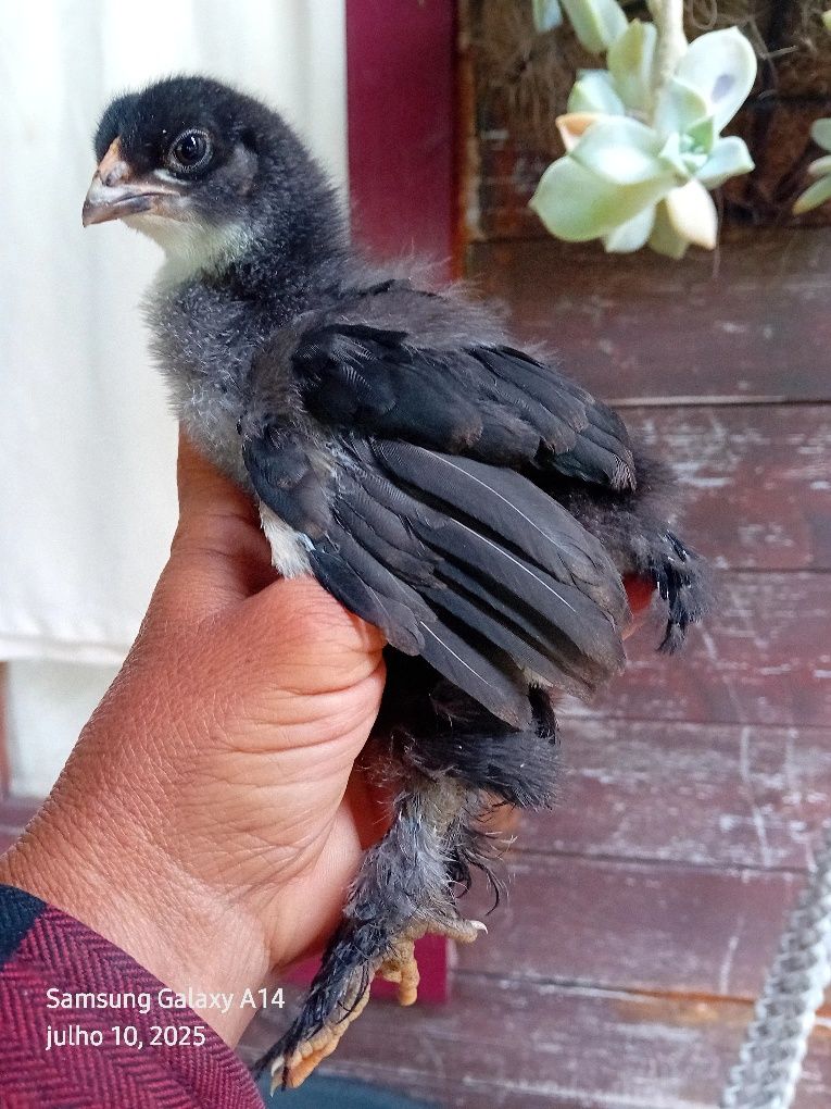 Para mudar de capoeiro  pintinhos Brahma com  20 dias