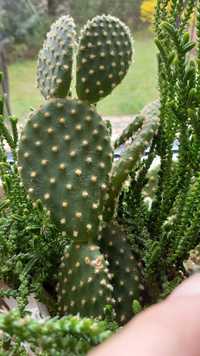 Kaktus wielopędowy