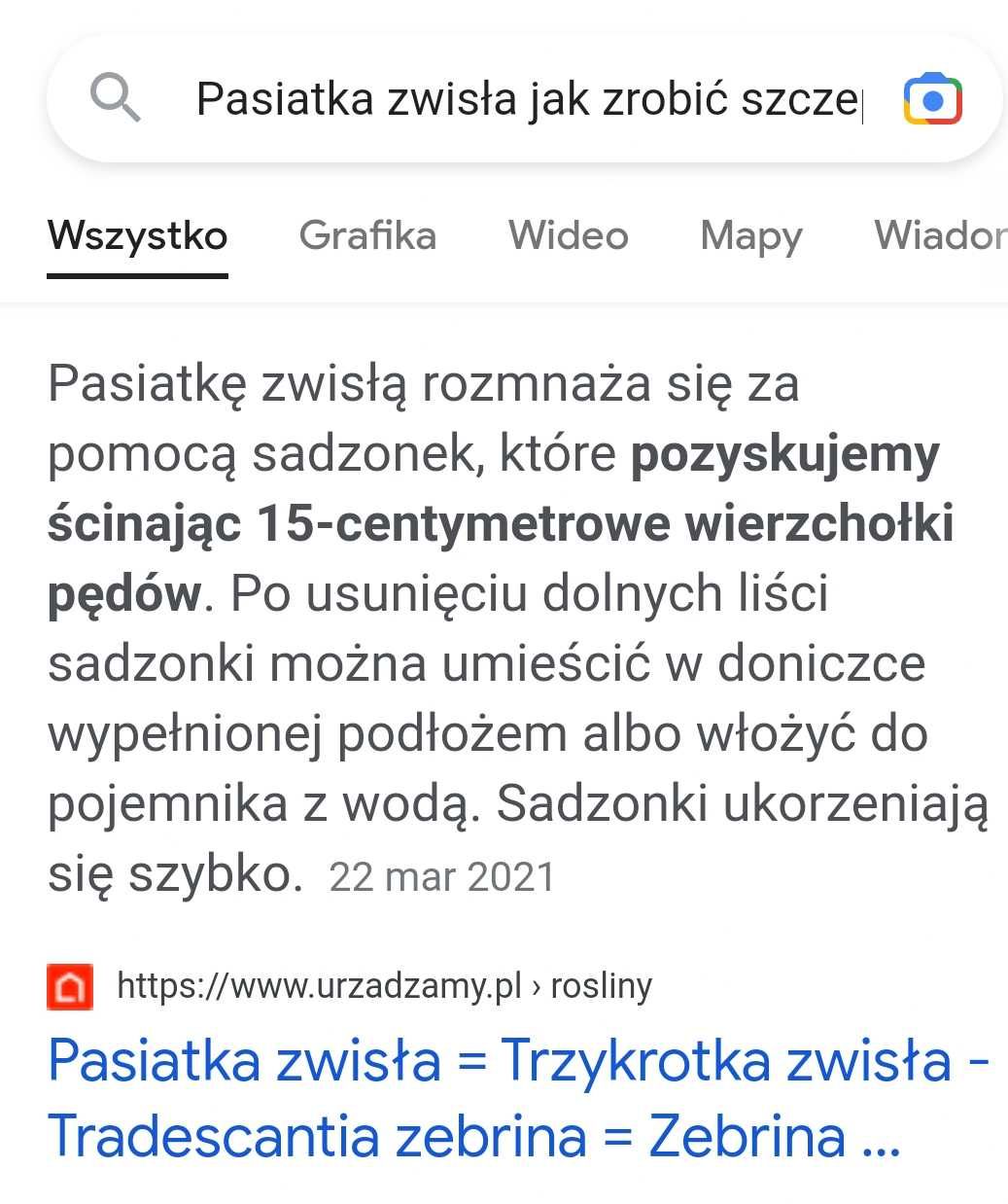 Szczepk trzykrotki pasiastej Trzykrotka pasiasta Tradescantia PASIATKA