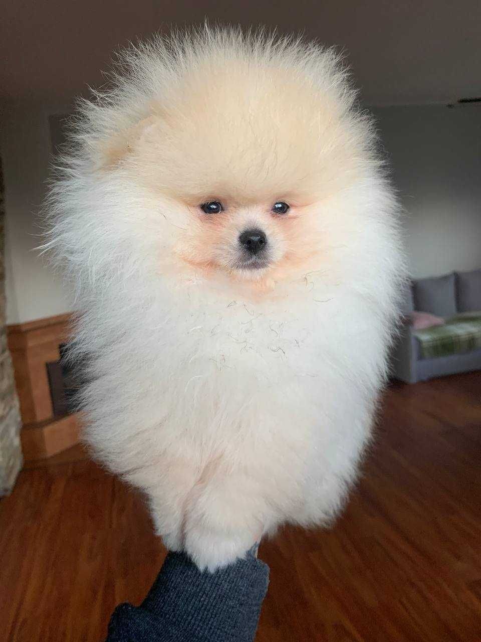 Urocza mały pomeranian