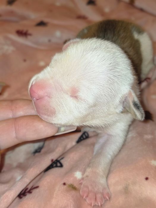 Mocny Samiec American Staffordshire Terrier Amstaff ZKwP FCI