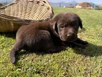 Labrador Retriever puro
