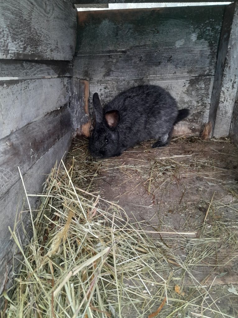 Самочка полтавське срібло .