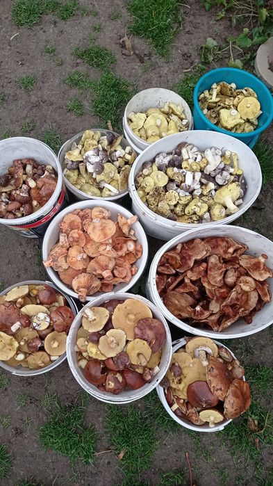 Домашние заготовки консервация 2025