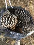 Pinhas Secas Naturais p/ Lareira | Saco Pequeno, Médio ou Grande