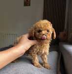 Mini  xxs maltipoo f1b chłopiec