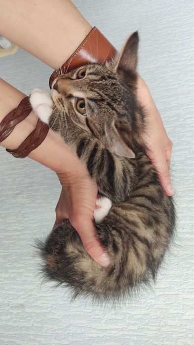 Казкові кошенята шукають родини!