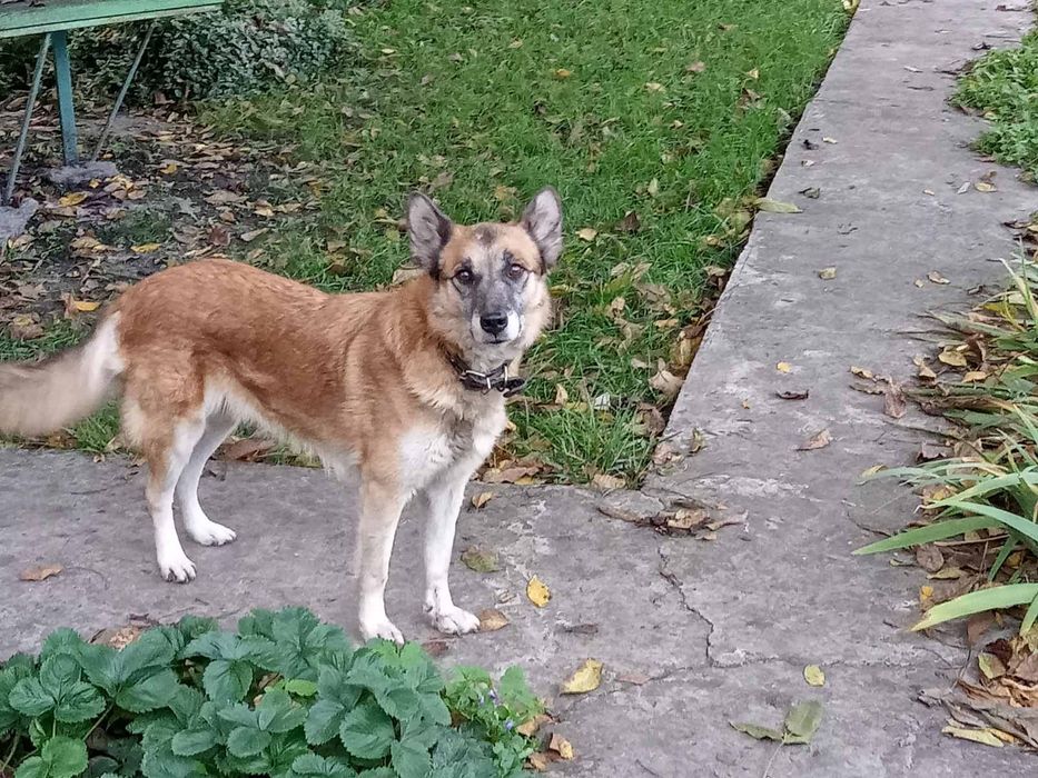 Пропала собака, кличка Найда