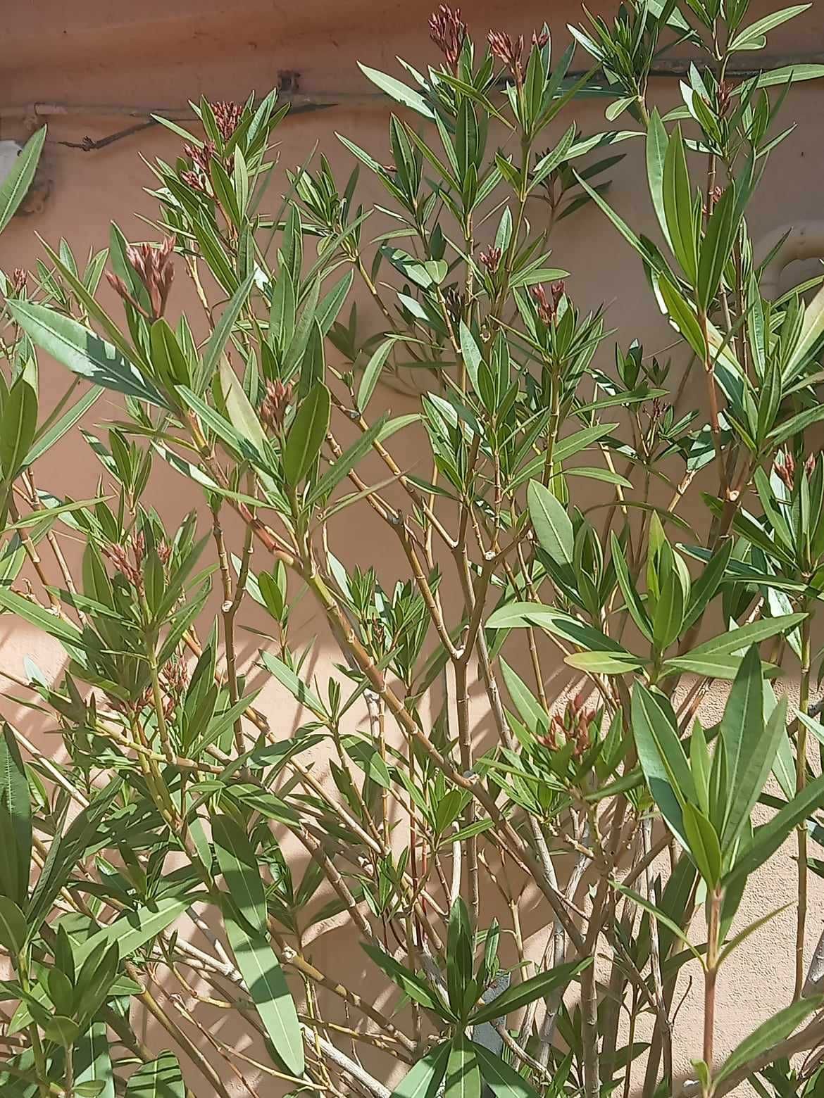 Kwiat doniczkowy Oleander