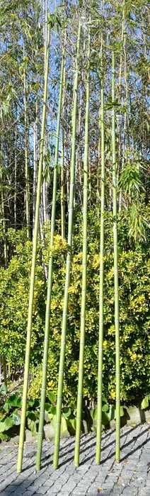 Canas de bambu verdes ou secas