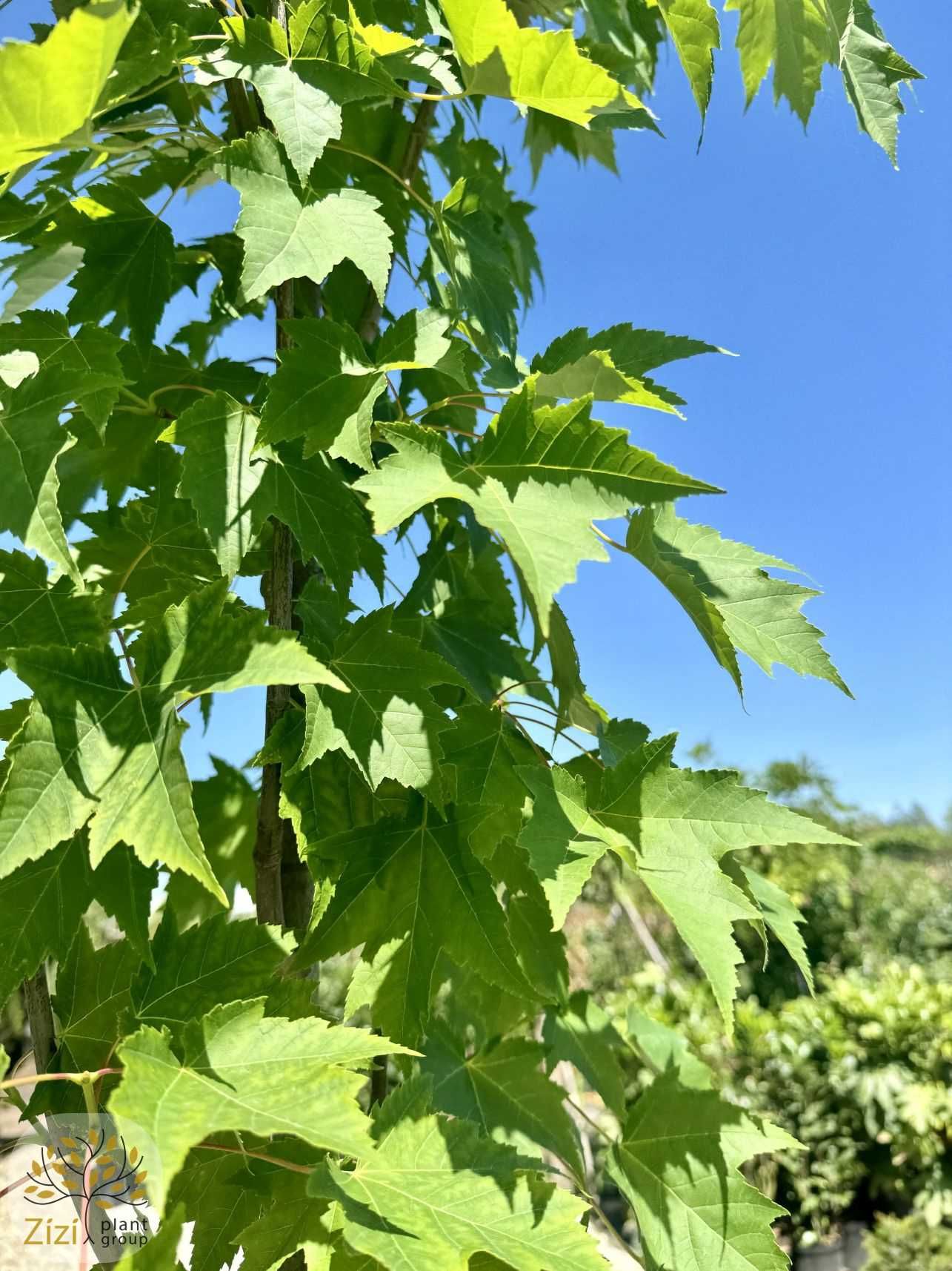 Acer rubrum Scanlon, Klon czerwony, kolumnowy,obwód 6-8, 8-10, 10-12cm
