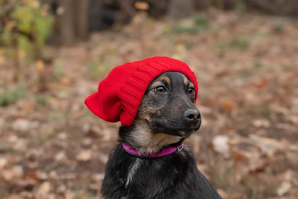 Цуценя хлопчик шукає родину