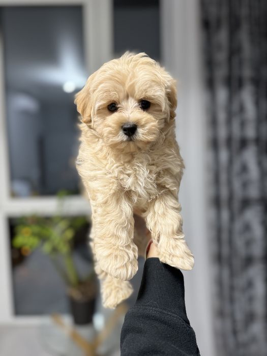 Мальтипу мальчик ф1