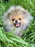 Pomeranian gotowy do odbioru szpic miniaturowy