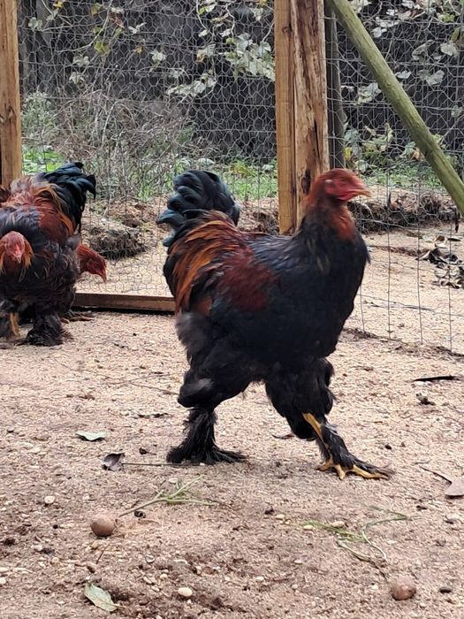 Vendo galos brahama.
