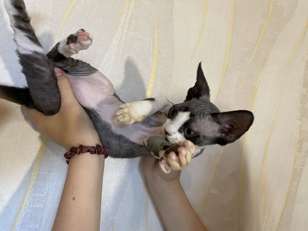 Котята девон рекс