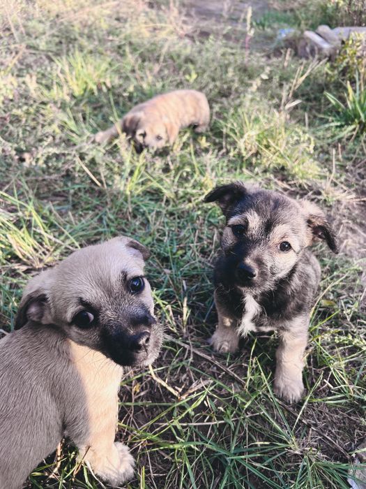 Срочно отдам трёх щенков девочек