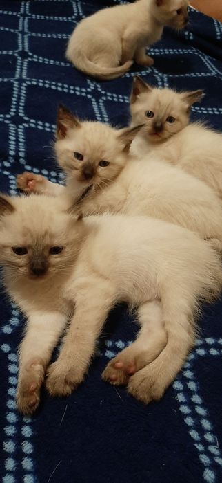 Котята.  сиамские