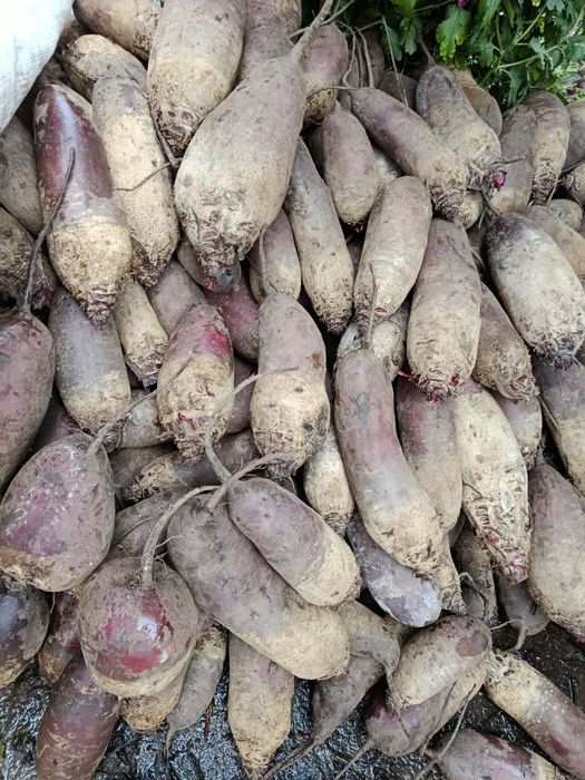 Продам червоний буряк