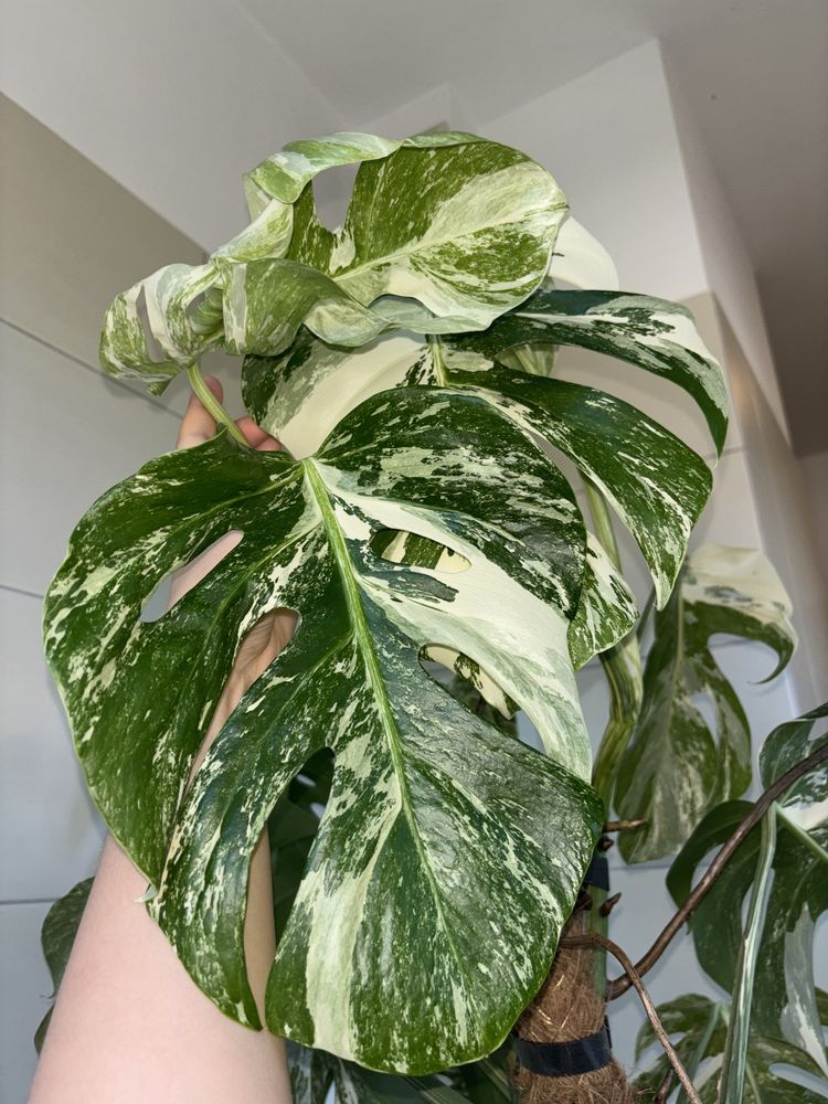 ucięte szczyty monstera variegata