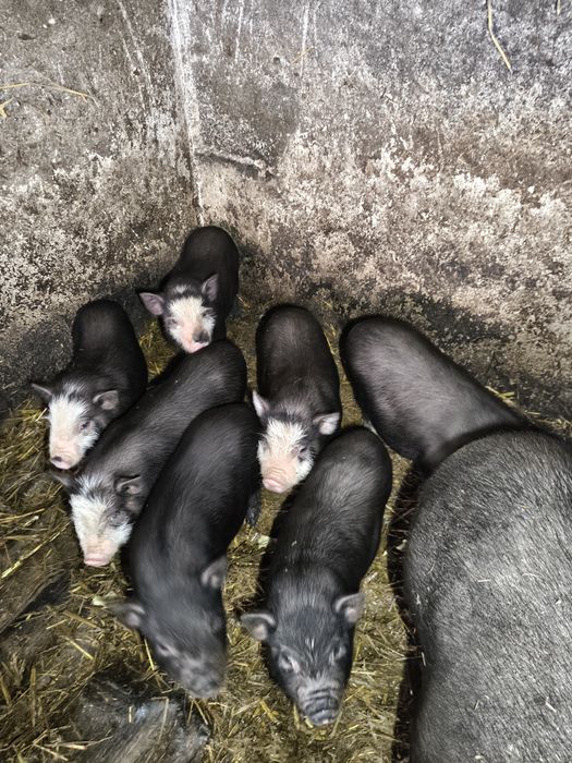 Sprzedam świnki prosięta wietnamskie.