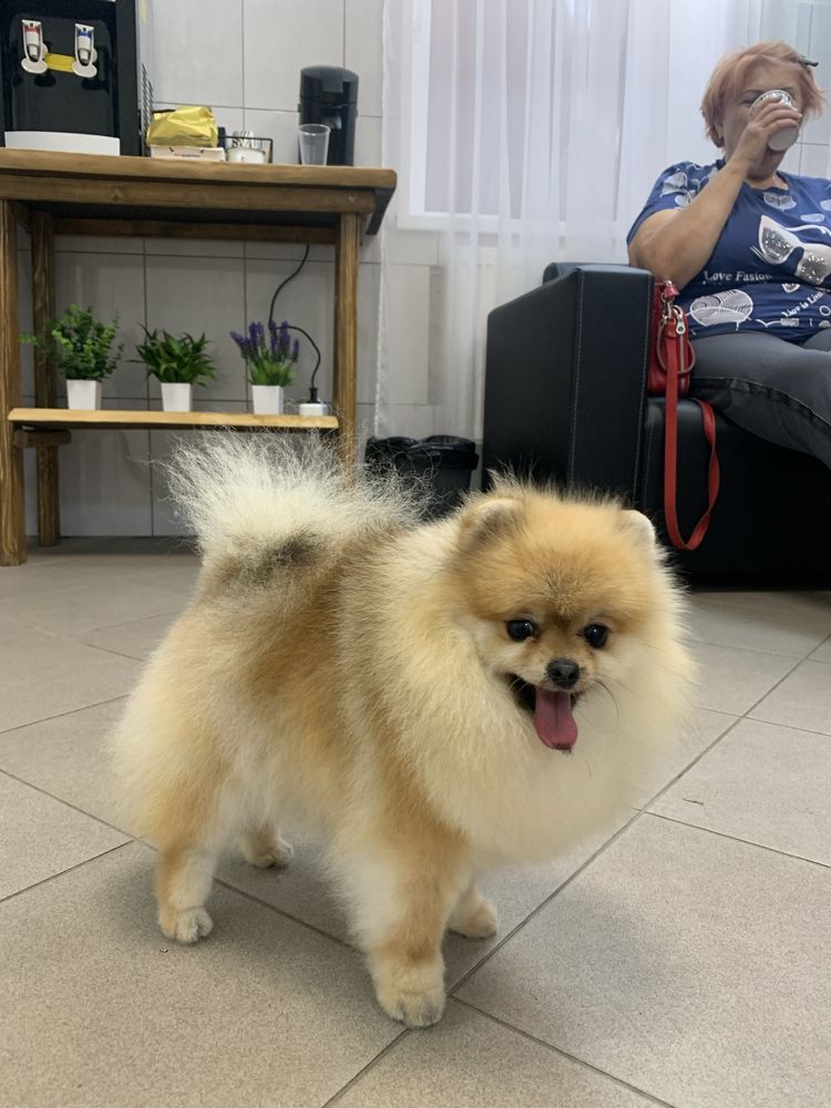 Szpic pomeranian suczka