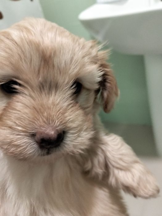 Cãozinho e cadelinhas porte pequeno