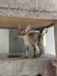 Piękny Kocurek Devon Rex "BOULI"