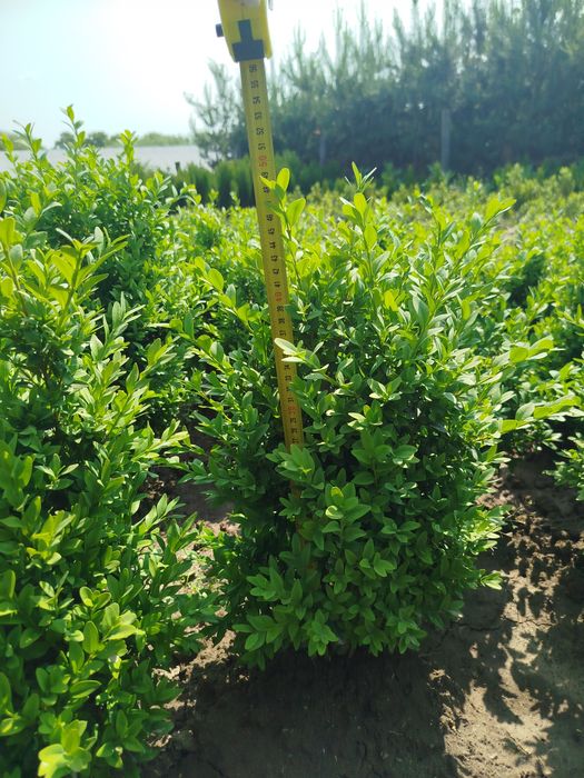 Продам самшит (буксус)