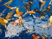 karp KOI ryby oczko wodne