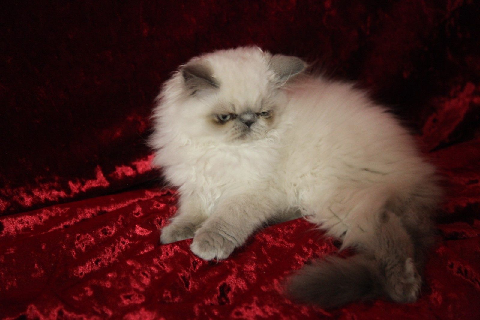 Милые плшевые персидские котята