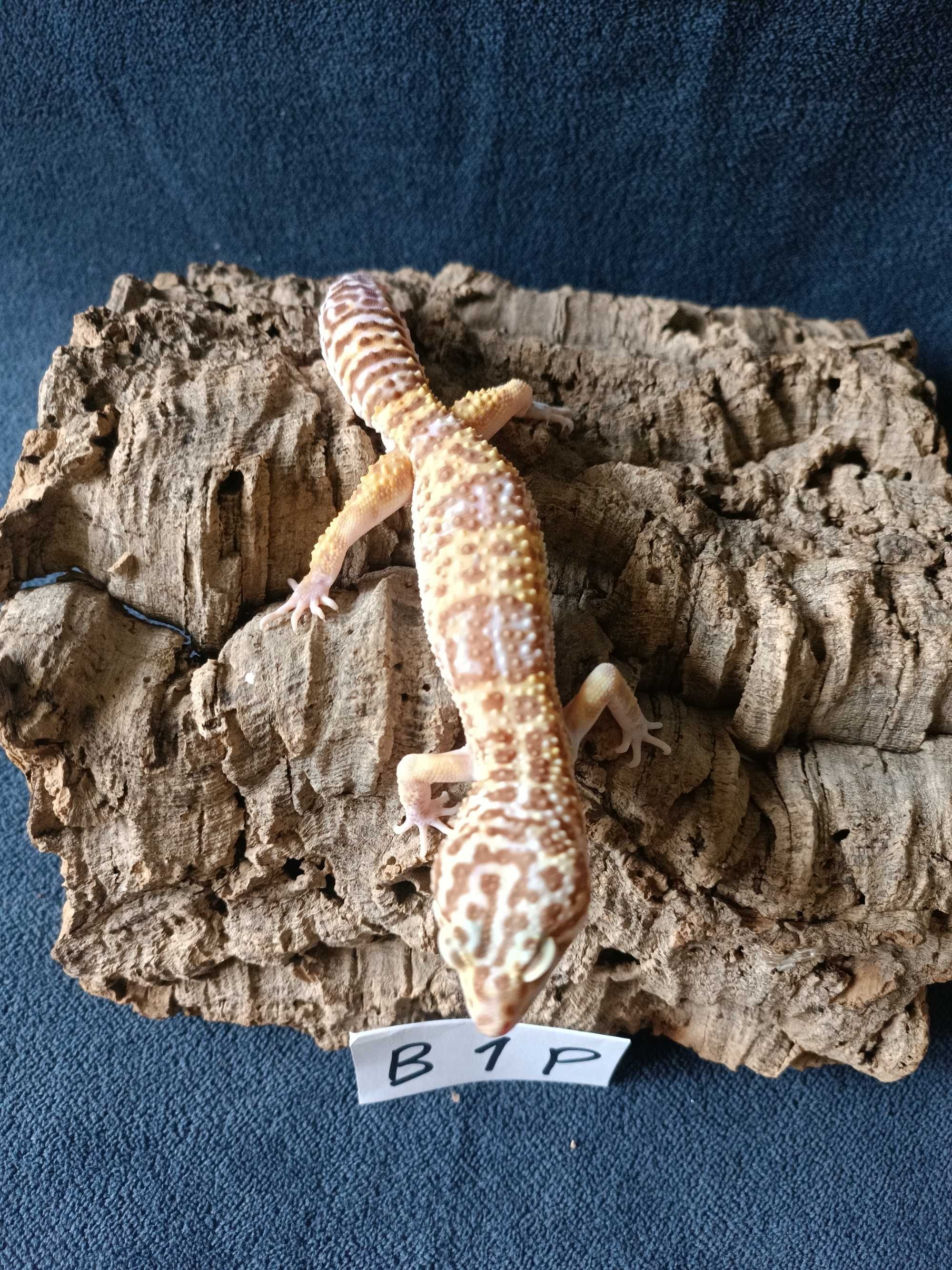 Gekon lamparci Id : [B1P] Więcej informacji w opisie