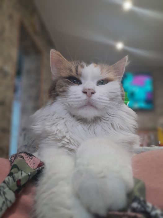 Oddam kotkę syberyjską