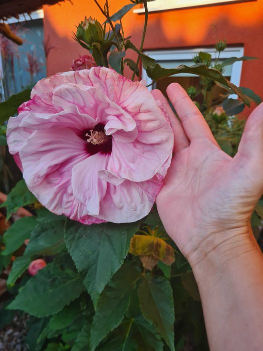 Usługi ogrodnicze/ zakres: doradztwo, pielęgnacja, utrzymanie ogrodów.