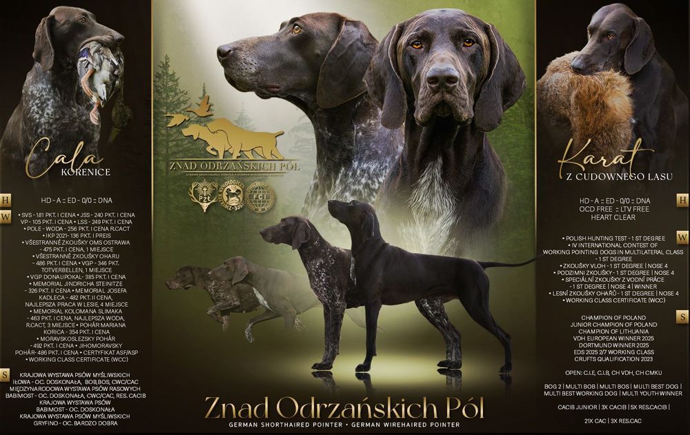 Wyżeł niemiecki krótkowłosy- szczeniaki  „Znad Odrzańskich Pól” FCI