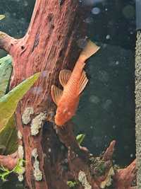 Ancistrus sp.red Samiec