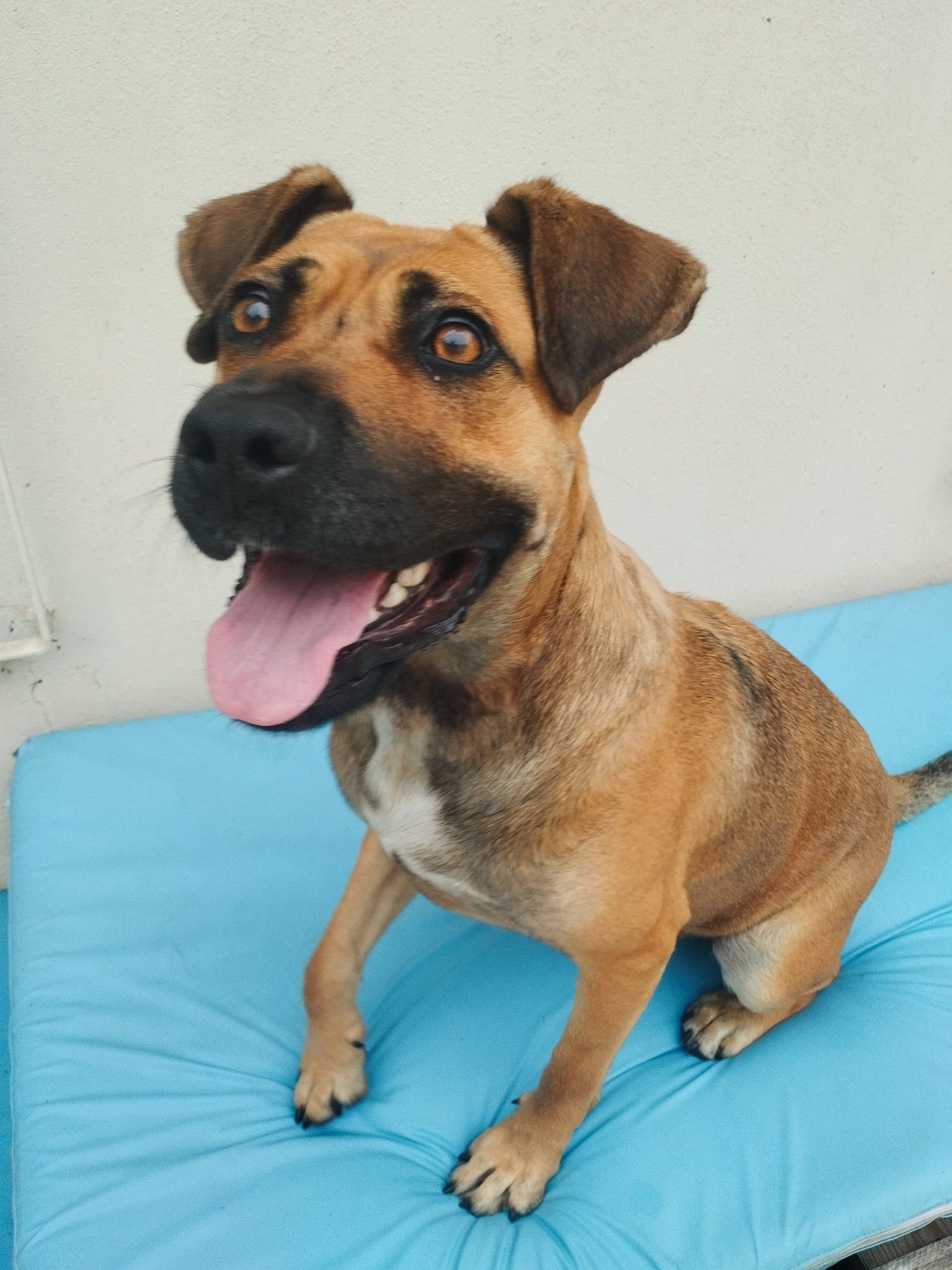 Cadela x de Pitt bull para adoção responsável