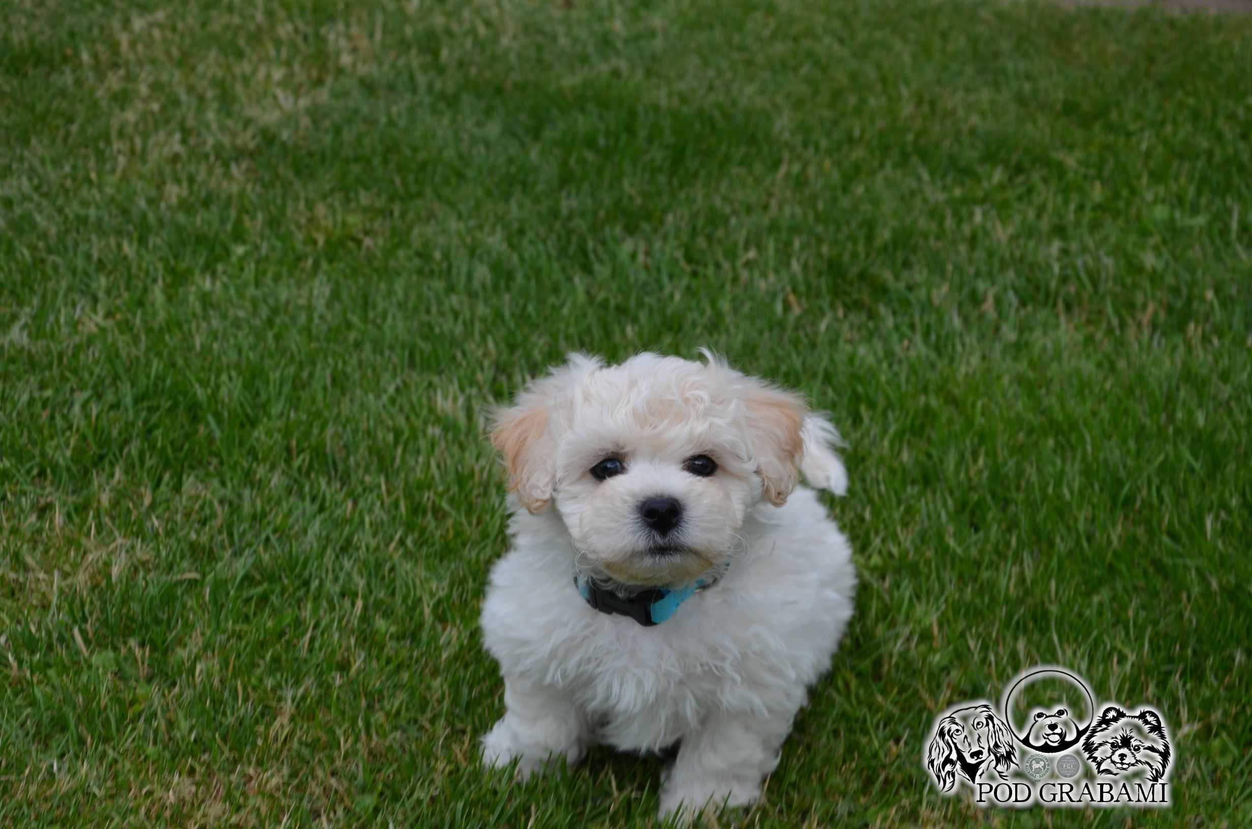 Bichon frise FCI po Multichampionie.